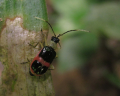 Paratriarius