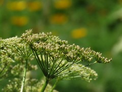 Ligusticum lucidum