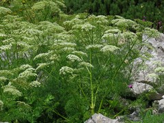 Ligusticum lucidum