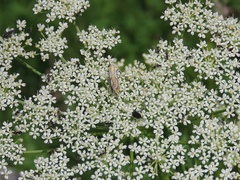 Ligusticum lucidum