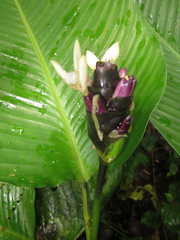 Goeppertia marantifolia