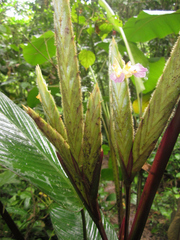 Pleiostachya pruinosa