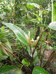 Pleiostachya pruinosa