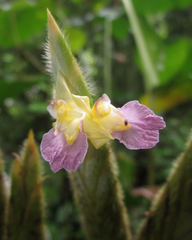 Pleiostachya pruinosa