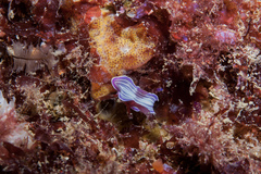 Prostheceraeus roseus