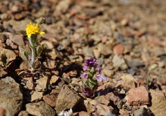 Streptanthus callistus