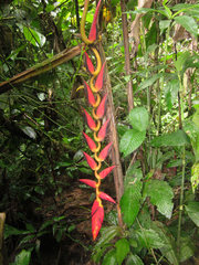 Heliconia harlingii