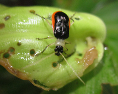 Paratriarius