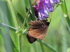 Euclidia ardita