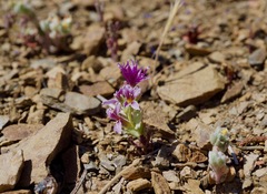 Streptanthus callistus