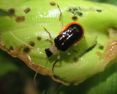 Paratriarius