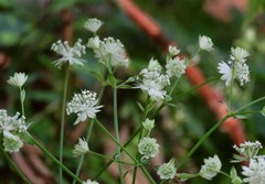 Astrantia carniolica