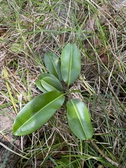 Sapium laurocerasus