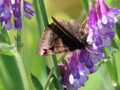 Euclidia ardita