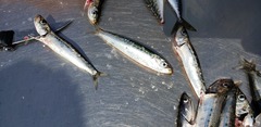Sardinops sagax
