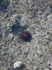 Echinometra lucunter