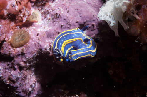 Felimare tricolor