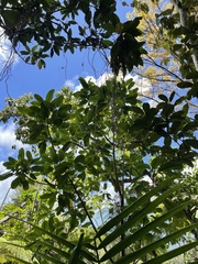 Sapium laurocerasus