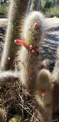 Cleistocactus