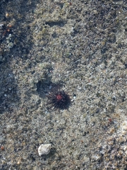 Echinometra lucunter