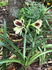 Hippeastrum papilio