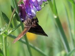Euclidia ardita