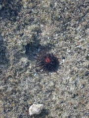 Echinometra lucunter