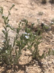 Lappula occidentalis occidentalis