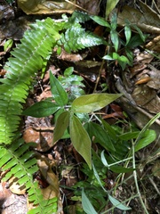 Desmodium axillare