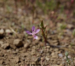 Clarkia modesta