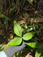 Desmodium axillare