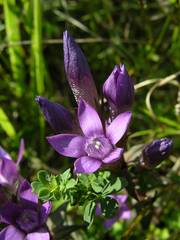 Gentianella germanica