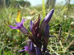 Gentianella germanica