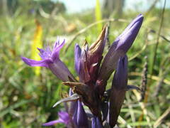 Gentianella germanica