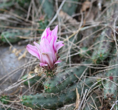 Echinocereus berlandieri