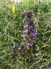Gentianella germanica