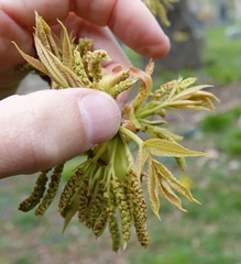 Carya glabra glabra