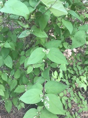 Magnoliopsida