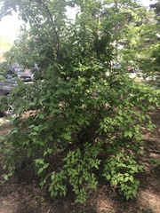 Magnoliopsida