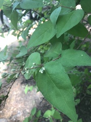 Magnoliopsida