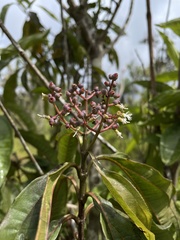 Miconia prasina