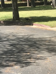 Corvus brachyrhynchos