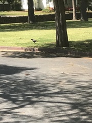 Corvus brachyrhynchos