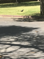 Corvus brachyrhynchos