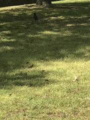 Corvus brachyrhynchos