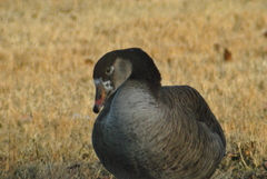 Anser anser × Branta canadensis