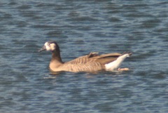 Anser anser × Branta canadensis