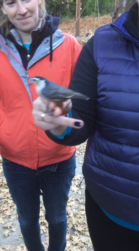 iNaturalist observation photo of White-breasted Nuthatch