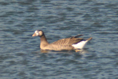 Anser anser × Branta canadensis
