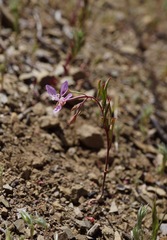 Clarkia modesta